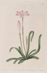 Zephyranthes rosea بواسطة سجل نباتي
